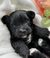 Daisy, a female Morkie for sale in Rock Stream, NY – Photo 6 of 9