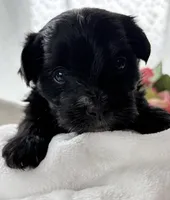 Daisy, a female Morkie for sale in Rock Stream, NY – Photo 8 of 9