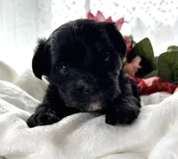 Daisy, a female Morkie for sale in Rock Stream, NY – Photo 4 of 9