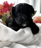 Daisy, a female Morkie for sale in Rock Stream, NY – Photo 2 of 9