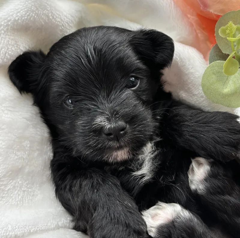 Daisy – Morkie puppy for sale in Rock Stream, NY