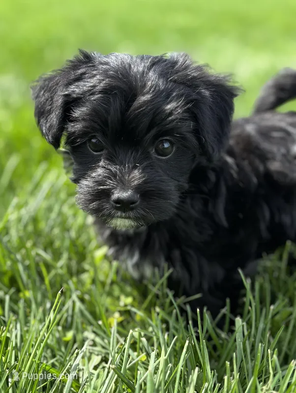 Daisy – Morkie puppy for sale in Rock Stream, NY