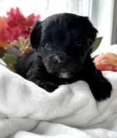 Daisy, a female Morkie for sale in Rock Stream, NY – Photo 5 of 9