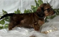 Sundance Kid , a male Miniature Dachshund for sale in Rock Stream, NY – Photo 2 of 10