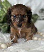 Sundance Kid , a male Miniature Dachshund for sale in Rock Stream, NY – Photo 7 of 10