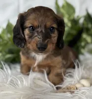 Sundance Kid , a male Miniature Dachshund for sale in Rock Stream, NY – Photo 3 of 10
