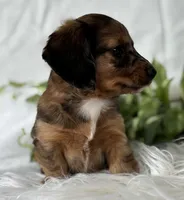 Sundance Kid , a male Miniature Dachshund for sale in Rock Stream, NY – Photo 6 of 10