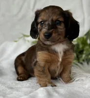 Sundance Kid , a male Miniature Dachshund for sale in Rock Stream, NY – Photo 8 of 10