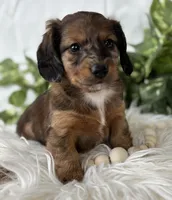 Sundance Kid , a male Miniature Dachshund for sale in Rock Stream, NY – Photo 1 of 10