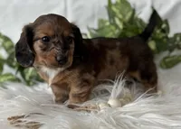 Sundance Kid , a male Miniature Dachshund for sale in Rock Stream, NY – Photo 5 of 10