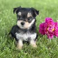 Baby Doll , a female Morkie for sale in Rock Stream, NY – 2 of 10