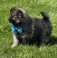 Mystery, a male Pomeranian for sale in Rock Stream, NY – 10 of 10