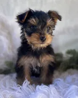 DR Pepper , a male Yorkshire Terrier for sale in Rock Stream, NY – 2 of 10