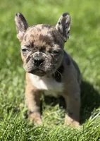 Cookie, a female Frenchton for sale in Rock Stream, NY – 6 of 10
