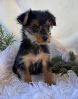 MR Pepsi, a male Yorkshire Terrier for sale in Rock Stream, NY – 9 of 10