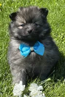 Mystery, a male Pomeranian for sale in Rock Stream, NY – 2 of 10