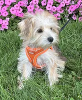 Bradley , a male Morkie for sale in Rock Stream, NY – 9 of 10