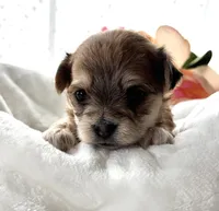 Dolly, a female Morkie for sale in Rock Stream, NY – Photo 7 of 9