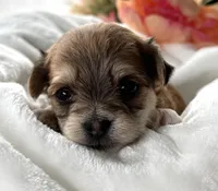 Dolly, a female Morkie for sale in Rock Stream, NY – Photo 2 of 9