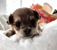 Dolly, a female Morkie for sale in Rock Stream, NY – Photo 3 of 9