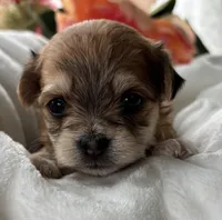 Dolly, a female Morkie for sale in Rock Stream, NY – Photo 9 of 9