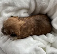 Dolly, a female Morkie for sale in Rock Stream, NY – Photo 4 of 9