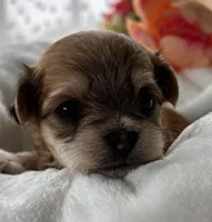 Dolly, a female Morkie for sale in Rock Stream, NY – Photo 8 of 9