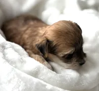 Dolly, a female Morkie for sale in Rock Stream, NY – Photo 6 of 9