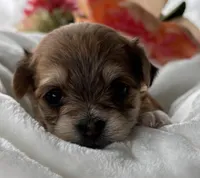 Dolly, a female Morkie for sale in Rock Stream, NY – Photo 5 of 9