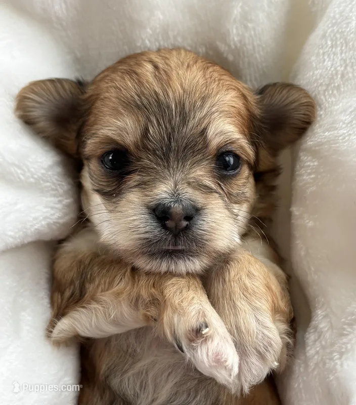 Dolly – Morkie puppy for sale in Rock Stream, NY