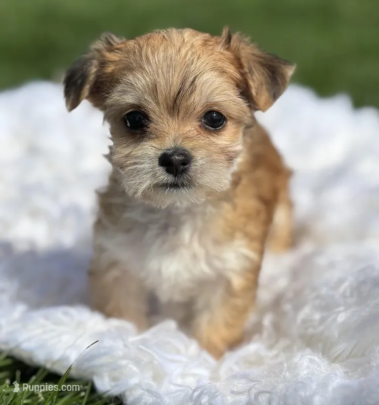 Dolly – Morkie puppy for sale in Rock Stream, NY
