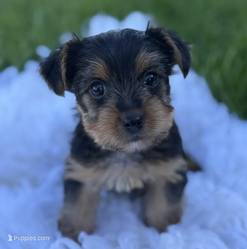 Miah – Yorkshire Terrier puppy for sale in Rock Stream, NY