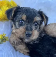 Miah, a female Yorkshire Terrier for sale in Rock Stream, NY – Photo 2 of 10