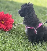Zoey, a female Morkie for sale in Rock Stream, NY – 7 of 10