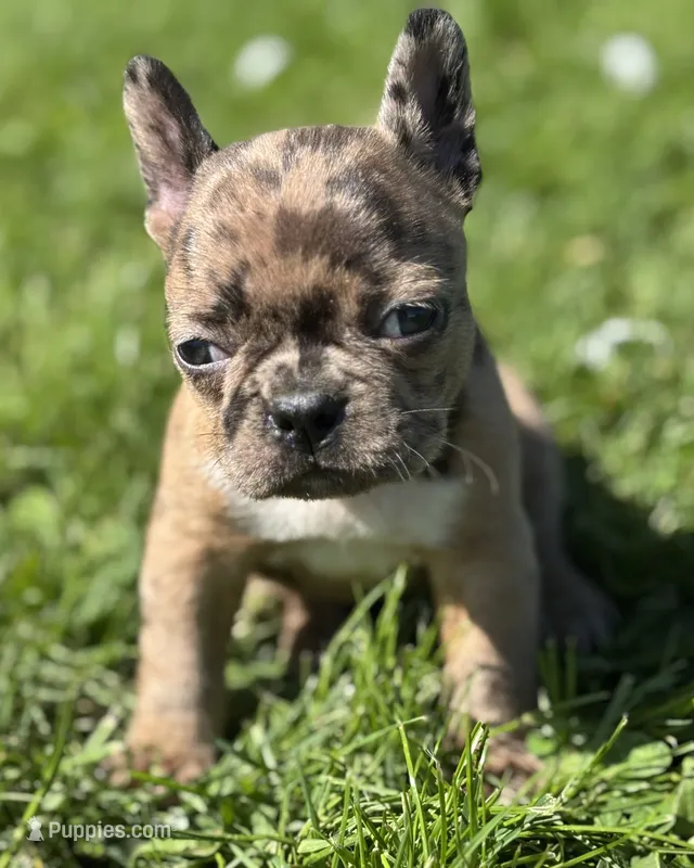 Cookie – Frenchton puppy for sale in Rock Stream, NY