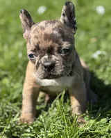 Cookie, a female Frenchton for sale in Rock Stream, NY – 1 of 10