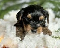 MYSTERY MAN, a male Yorkshire Terrier for sale in Rock Stream, NY – Photo 5 of 9