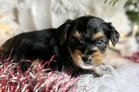 MYSTERY MAN, a male Yorkshire Terrier for sale in Rock Stream, NY – Photo 4 of 9