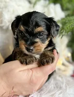 MYSTERY MAN, a male Yorkshire Terrier for sale in Rock Stream, NY – Photo 8 of 9