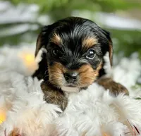 MYSTERY MAN, a male Yorkshire Terrier for sale in Rock Stream, NY – Photo 1 of 9