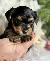 MYSTERY MAN, a male Yorkshire Terrier for sale in Rock Stream, NY – Photo 3 of 9