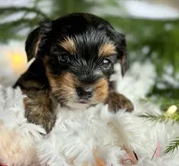 MYSTERY MAN, a male Yorkshire Terrier for sale in Rock Stream, NY – Photo 2 of 9