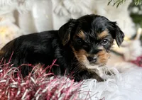 MYSTERY MAN, a male Yorkshire Terrier for sale in Rock Stream, NY – Photo 6 of 9