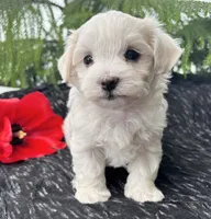 Allison , a female Maltese for sale in Rock Stream, NY – 9 of 10