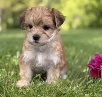 Bradley , a male Morkie for sale in Rock Stream, NY – 2 of 10