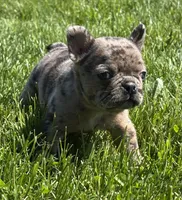 Coconut , a female Frenchton for sale in Rock Stream, NY – 2 of 10