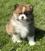 Moppet, a male Pomeranian for sale in Rock Stream, NY – 6 of 10
