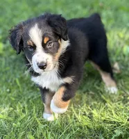 WILLOW, a female Australian Shepherd for sale in Rock Stream, NY – Photo 3 of 9