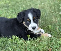 WILLOW, a female Australian Shepherd for sale in Rock Stream, NY – Photo 2 of 9