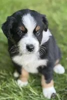 WILLOW, a female Australian Shepherd for sale in Rock Stream, NY – Photo 5 of 9